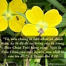 Tựa:  1 Ti-mô-thê 4:10
Diễn Giả:  DN
Xem:  604