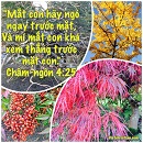 Tựa:  Châm-ngôn 4:25
Diễn Giả:  DN
Xem:  937