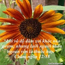 Tựa:  Châm-ngôn 12:18
Diễn Giả:  DN
Xem:  532