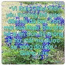 Tựa:  Giăng 3:16
Diễn Giả:  DN
Xem:  684