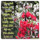 Tựa:  Thi-thiên 116:15
Diễn Giả:  DN
Xem:  714