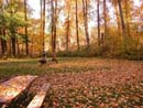 Autumn Photo