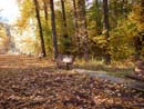 Autumn Photo