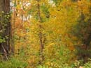 Autumn Photo