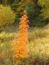 Autumn Photo