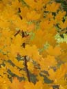 Autumn Photo