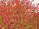 Autumn Photo