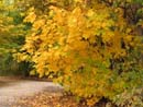 Autumn Photo