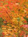 Autumn Photo