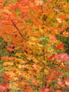 Autumn Photo