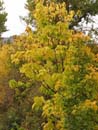 Autumn Photo