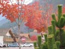 Autumn Photo