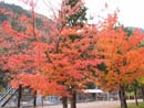Autumn Photo