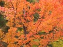 Autumn Photo