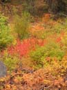 Autumn Photo