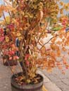 Autumn Photo