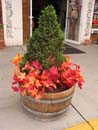 Autumn Photo