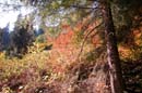 Autumn Photo