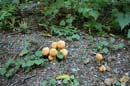 Autumn Photo