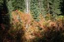 Autumn Photo