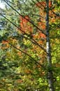 Autumn Photo