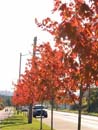 Autumn Photo