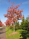 Autumn Photo
