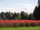 Autumn Photo