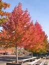 Autumn Photo