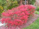 Autumn Photo