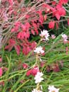 Autumn Photo