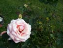 Spring Photo