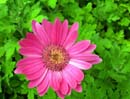 Summer Photo