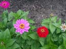 Summer Photo