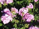Summer Photo