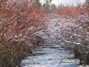 Winter Photo