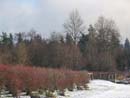 Winter Photo